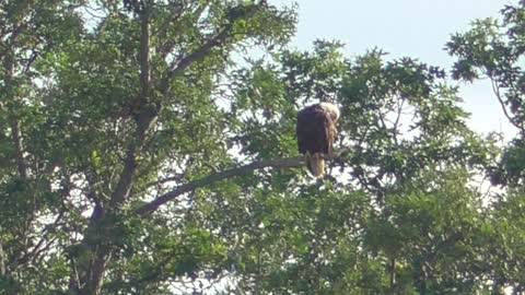 60 Toussaint Wildlife - Oak Harbor Ohio - Determined Eagle Stands Firm With Jesus