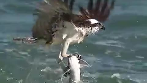 Crazy Osprey grabs huge catfish and almost gets dragged under