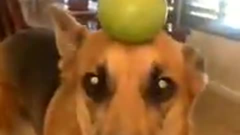 Funny Videos of cute animals