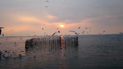 sunset and migratory seagulls❤🕊🕊