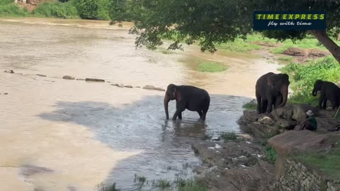 Wild Elephant Srilanka 🐘 | Elephant Orphanage, Sri Lanka