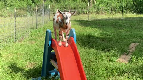 Goat slides!