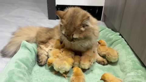 Lovely cat and 🐔 chicken 🌺🥰💗😍