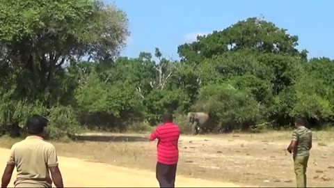 Sri Lanka Wild Elephant | He went to treat the elephant and was attacked by the elephant