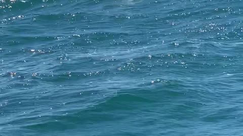 Whale Breaching and Slapping Water with Flipper