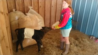 First feeding of our latest Dutch belted calf.