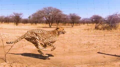 The Fastest African cheetahs run- The amazing African big cats running behind a fence