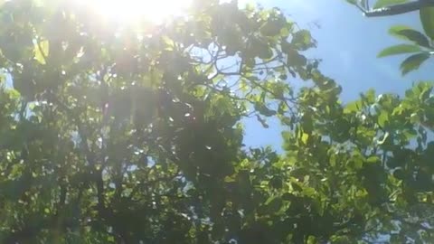 Big cashew tree, being warmed by a big sun [Nature & Animals]