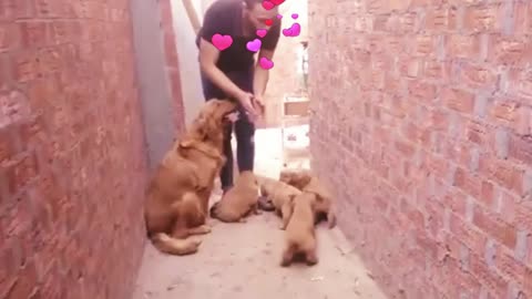 Happy Golden Retriever Puppies and Mom