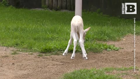 Illinois Zoo Welcomes Birth of Critically Endangered Baby Antelope