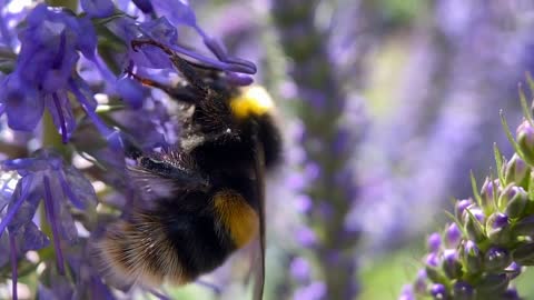 Macro footage of Bumble bee pollinating flowers in English garden