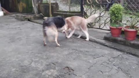 Siberian Husky attacks German Shepherd || DOG LOVER