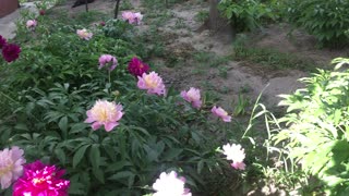 Flowers dahlias.