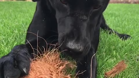 Black dog biting coconut and pulling coconut coir