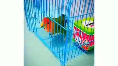 intelligent funny birds video 2022