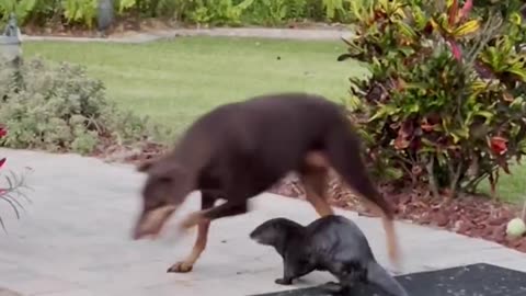 Wild Otter Plays With Doberman in Backyard