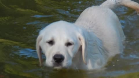 Boxer watches over Lab puppies swimming