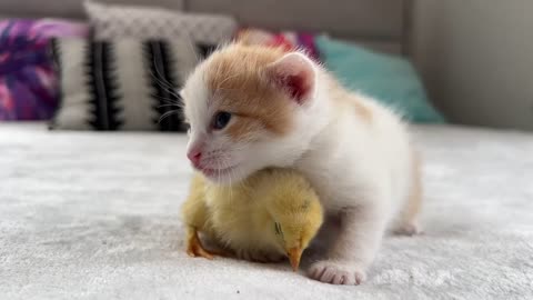 Magical Moments: Tiny Kitten Meets Baby Chick for the First Time! 🐾🐤