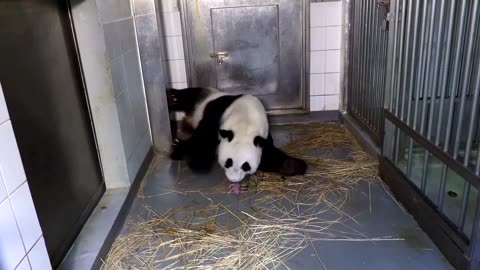 Hong Kong's twin panda cubs celebrate one-month birthday