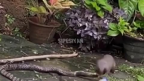 Snake vs Mongoose