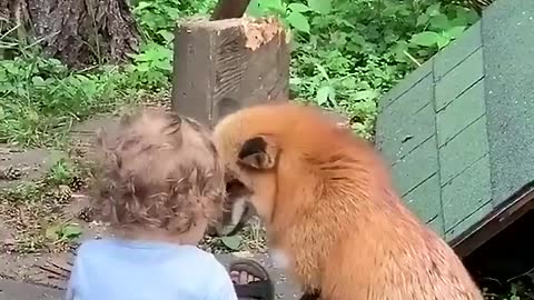 Bay sitting with a dangerous fox.