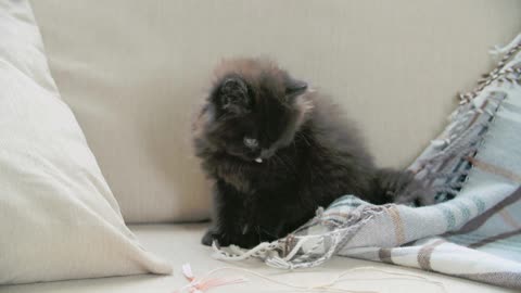 Black cat plying with bed sheets