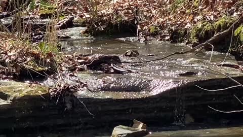 A Gurgling Creek in the Woods, ASMR