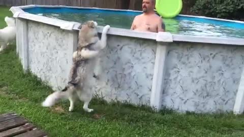 Impatient husky