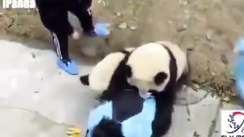 Playful giant Chinese panda won't let zookeeper go!