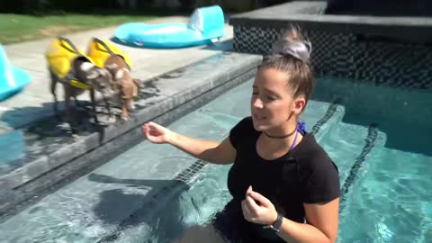 How To Teach Dog Swim With Fun