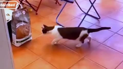 Very funny cat 🤣😂 trending video