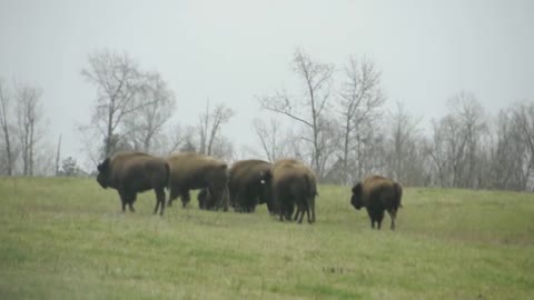 Bison Bull Introduction