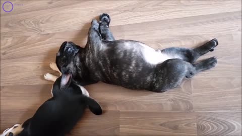 🤣Funny Dog Videos 2021🤣 🐶 It's time to LAUGH with Dog's life