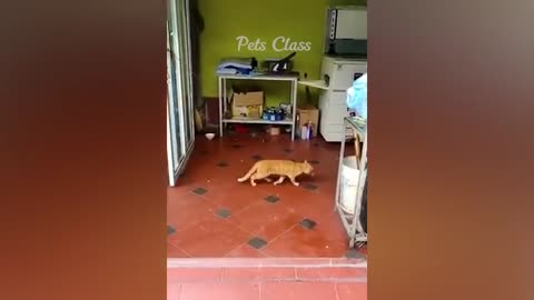 Animal funny video||funny video#cat,Dog