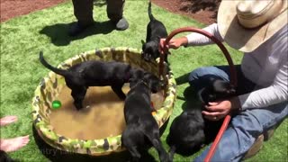 Puppy Pool Days