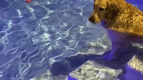 Dog Dives to Fetch Ball Out of Pool