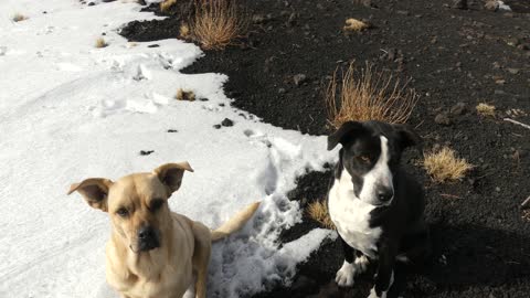 Funny dogs waiting for food