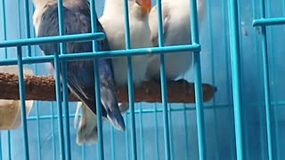 Baby lovebird sound