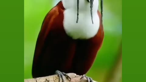 Bird singing