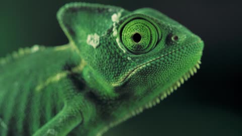 Green vailed chameleon seen from one side