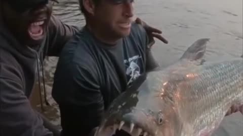 Goliath Tigerfish | The Scariest River Monster