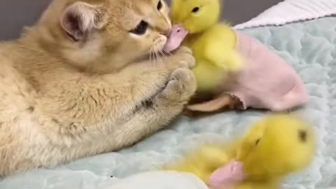 Funny cats video playing with the duck babies