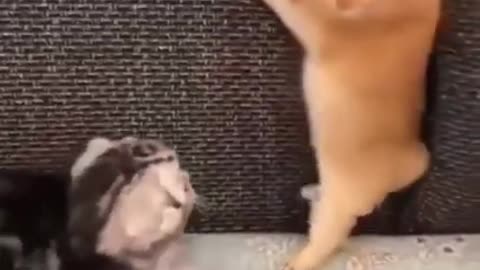 cute cats lovely cats moment ( cats & kittens)