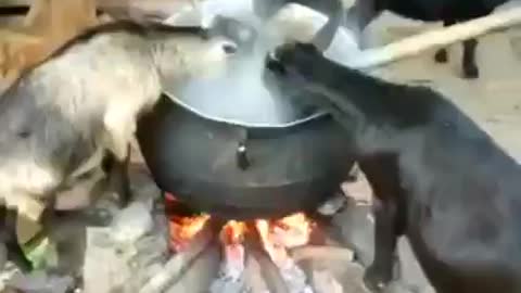 Nigeria goat eating hot food on fire