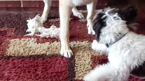 German Shepherd versus Maltipoo