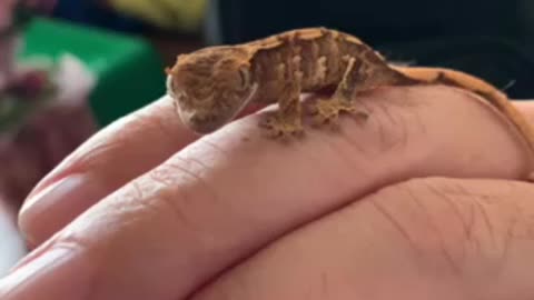 Baby dinosaur lizard