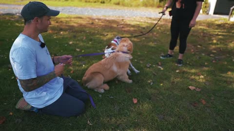 How to Introduce a Fearful Pitbull to a Puppy!