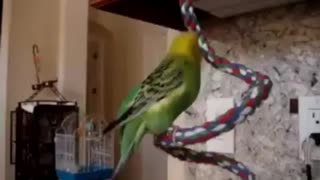 In Memory of A Talking Parkeet