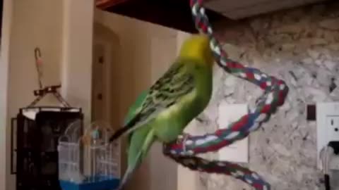 In Memory of A Talking Parkeet