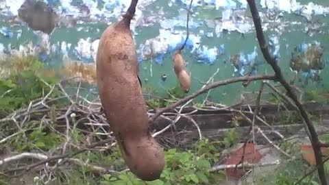 A small tamarind tree with 2 fruits near the forest [Nature & Animals]